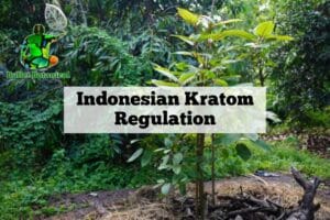 Indonesian Kratom Regulation
