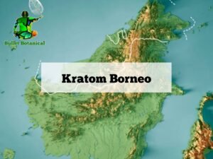 Kratom Borneo